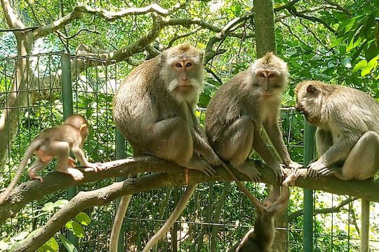 Ubud Private Tour - Best Of Ubud - All Inclusive