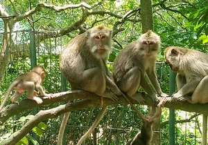 Ubud Private Tour - Best Of Ubud - All Inclusive