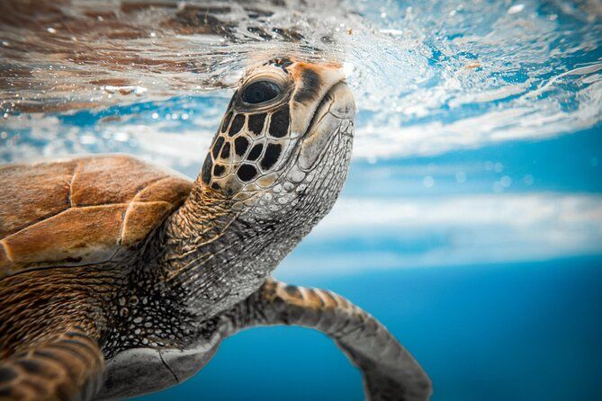 Private Rarotonga Turtle Tour