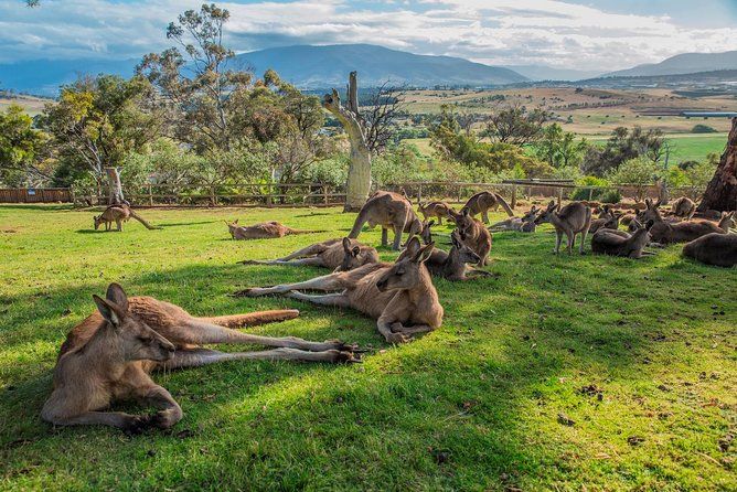 Shore Excursion: Hobart Highlights Day Tour