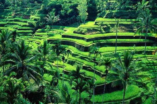 Wonderful Of Ubud Tours