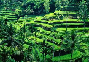 Wonderful Of Ubud Tours