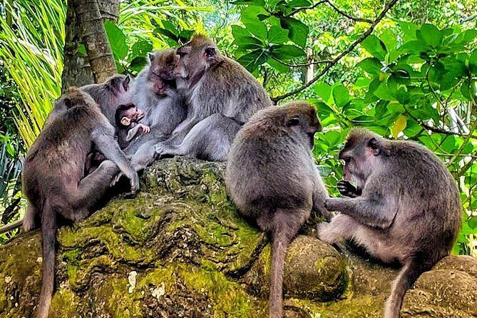 Ubud Tour - Highlight of Ubud - Best of Ubud - Private Tour