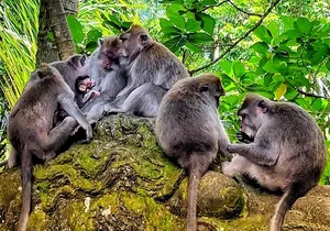 Ubud Tour - Highlight of Ubud - Traditional Tour