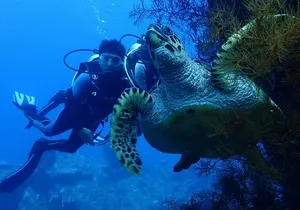 USS Liberty Shipwreck Scuba Diving at Tulamben Bali