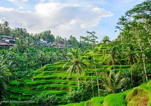 All-Inclusive Ubud Private Tour