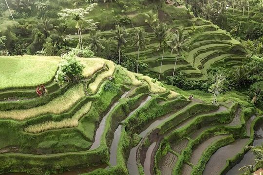 Ubud Tour With Sacred Monkey Forest Sanctuary - Waterfall - Rice Terrace
