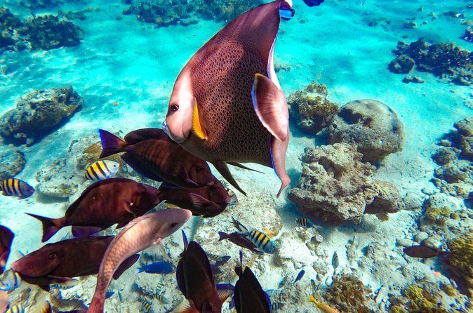 Nassau: Pearl Island Reef Snorkeling + Beach Day & Bahamian Lunch