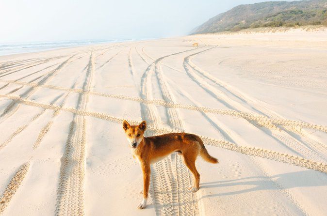 K'gari (Fraser Island) All Inclusive Day Tour