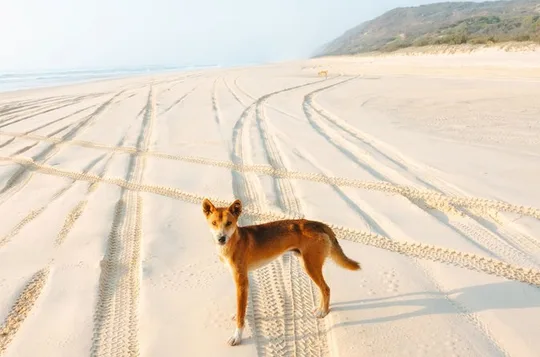 K'gari (Fraser Island) All Inclusive Day Tour