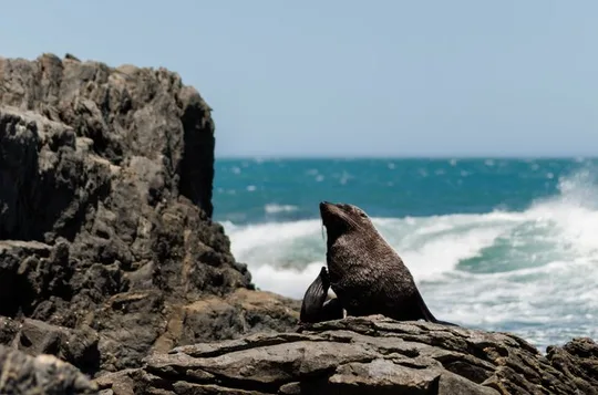 Seal Coast Safari - Eksklusiv adgang til Wellingtons hemmelige kyst