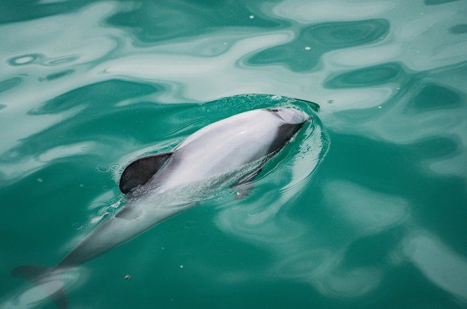 Akaroa Harbour Nature Cruise