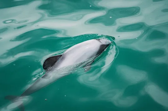 Akaroa Harbour Nature Cruise