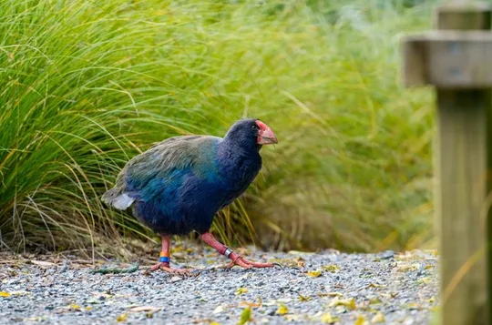 Zealandia by Day: Small group native forest and wildlife tour