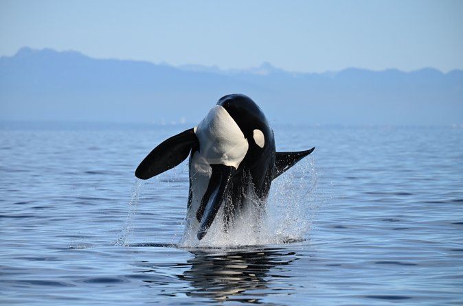 Vancouver Half-Day Whale Watching Adventure with Free Photos