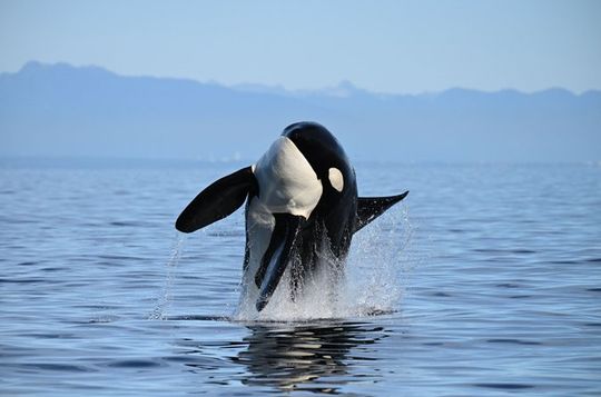 Vancouver Half-Day Whale Watching Adventure with Free Photos
