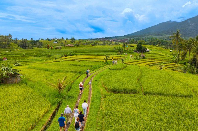UNESCO Jatiluwih Rice Terrace Batukaru Temple Nature Tour