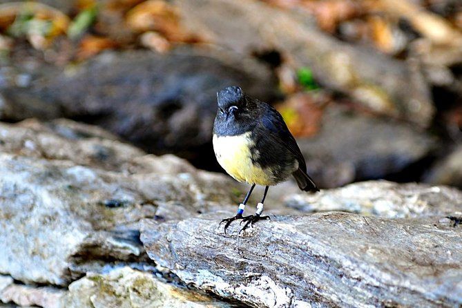 Motuara Island Bird Sanctuary and Ship Cove Cruise from Picton