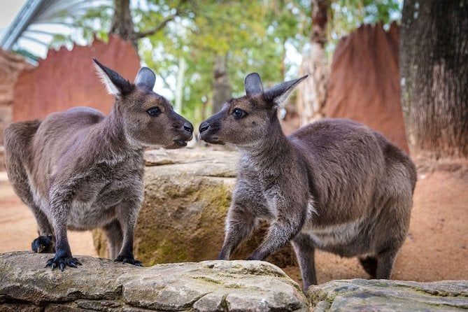 Sydney Attractions Pass: SEA LIFE Aquarium, Sydney Tower Eye, WILD LIFE Zoo and Madame Tussauds
