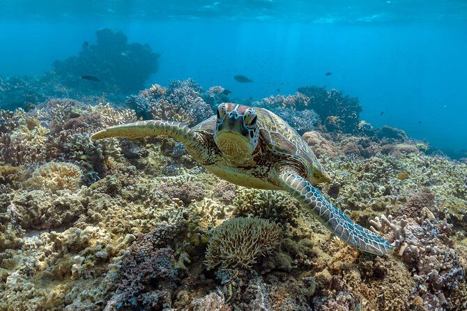 All Inclusive Day Tour to Frankland Islands Great Barrier Reef