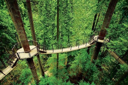 Vancouver: Capilano Suspension Bridge & Grouse Mountain Tour