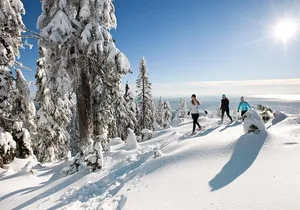 Private Tour: Capilano Suspension Bridge and Grouse Mountain