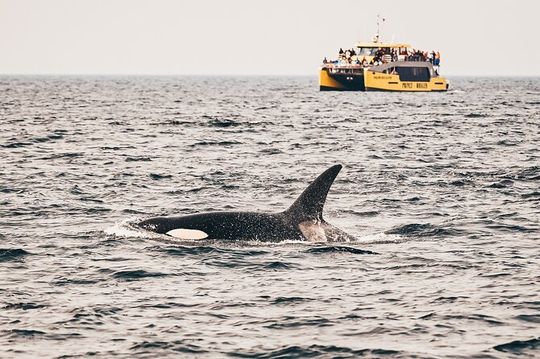 Victoria Half-Day Whale Watching Adventure with Free Photos