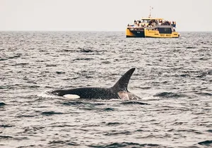 Victoria Half-Day Whale Watching Adventure with Free Photos
