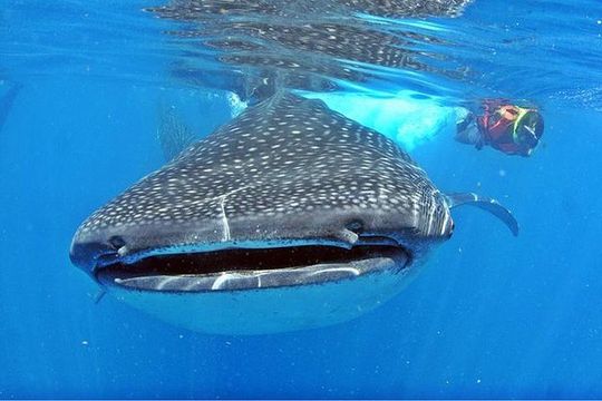 Whale Shark Tour from Cancun, Playa del Carmen, Tulum and Riviera Maya