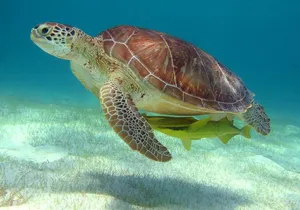Half-Day Sea Turtle and Cenote Snorkeling Tour from Cancun & Riviera Maya