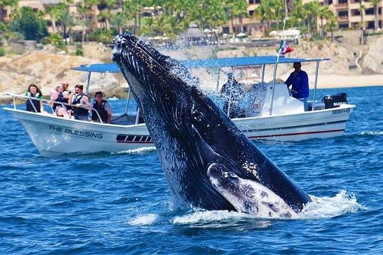 SMALL GROUP Whale Watch | Cabo San Lucas | Biologist | FREE Pics