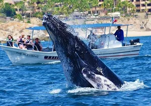SMALL GROUP Whale Watch | Cabo San Lucas | Biologist | FREE Pics