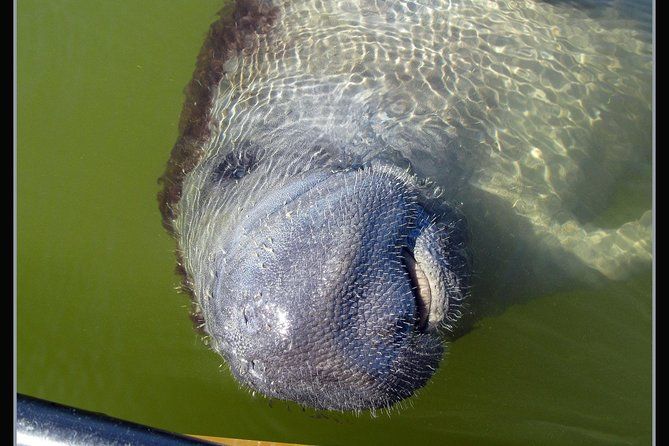 Two-Hour Everglades Dolphin, Manatee and Birding Boat Tour