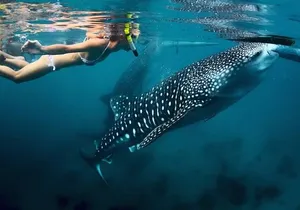 Whale-Shark Snorkeling Excursion to La Paz