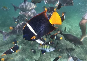 Full-Day Experience in Banderas Bay