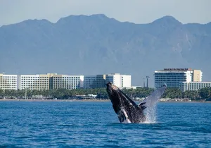 Whale Watching Cruise In Puerto Vallarta & Nuevo Vallarta