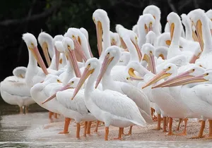 Two-Hour Everglades Dolphin, Manatee and Birding Boat Tour