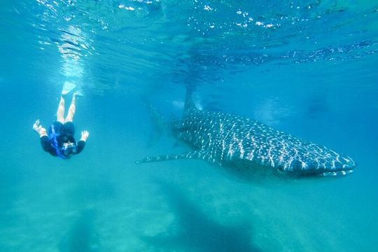 La Paz Whale Shark Snorkeling Tour and Lunch From Los Cabos