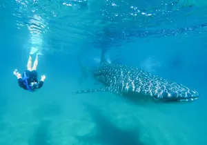 La Paz Whale Shark Snorkeling Tour and Lunch From Los Cabos