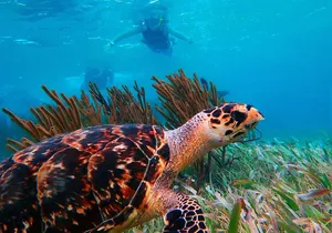 Ultimate 5x1 Combo with ATV, Ziplines, Cenote & Reef Snorkeling