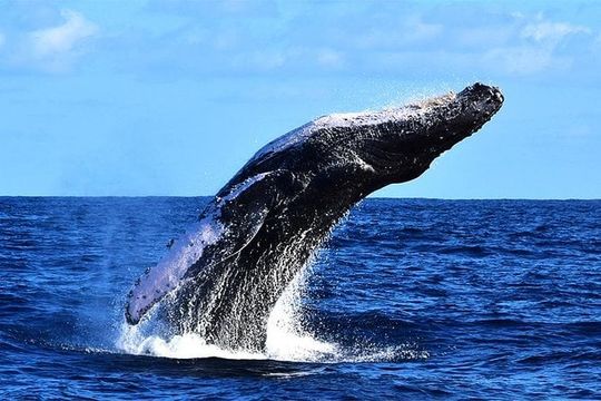 ZODIAC Whale Watch Tour | Cabo San Lucas | Biologist | FREE Pics