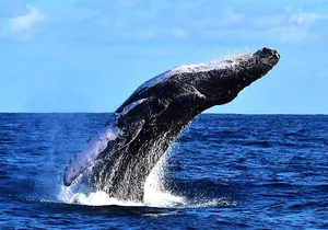 ZODIAC Whale Watch Tour | Cabo San Lucas | Biologist | FREE Pics