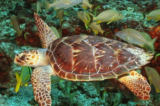 Cozumel Snorkeling Tour at Palancar & Colombia Reefs and El Cielo