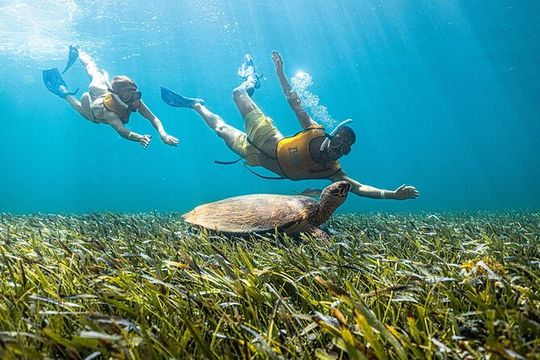 5-in-1 Cancun Snorkeling: Turtles, Reef, Musa, Shipwreck, Cenote