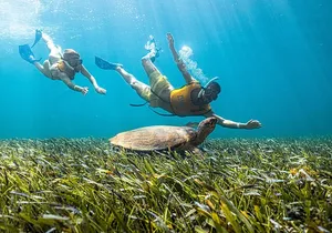 5-in-1 Cancun Snorkeling: Turtles, Reef, Musa, Shipwreck, Cenote