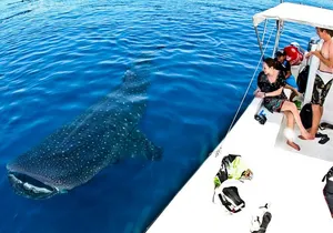 Whale Shark Tour from Cancun, Playa del Carmen, Tulum and Riviera Maya