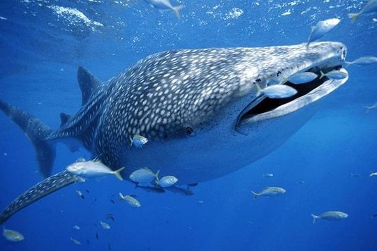 Whale Sharks Small-Group Tour in Cancun and Riviera Maya