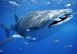 Whale Sharks Small-Group Tour in Cancun and Riviera Maya