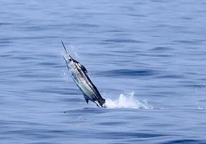 Full Day Sportsman/Enthusiast Charter