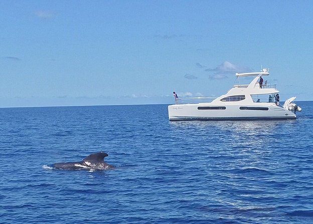 Private Premium Whale and Dolphin Safari St Lucia